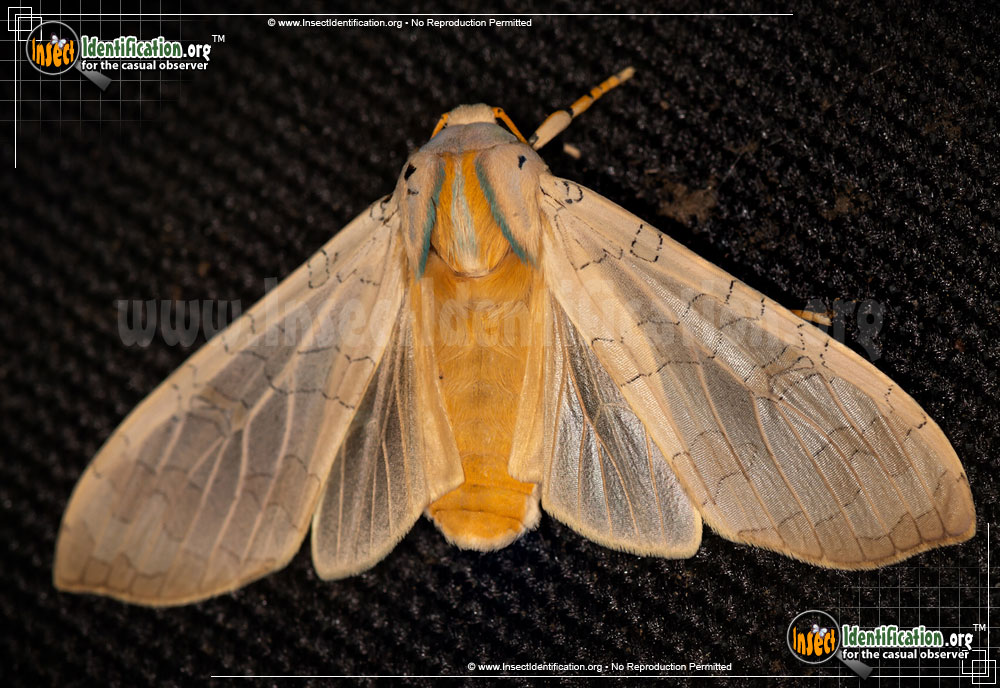 Full-sized image of the Sycamore-Tussock-Moth