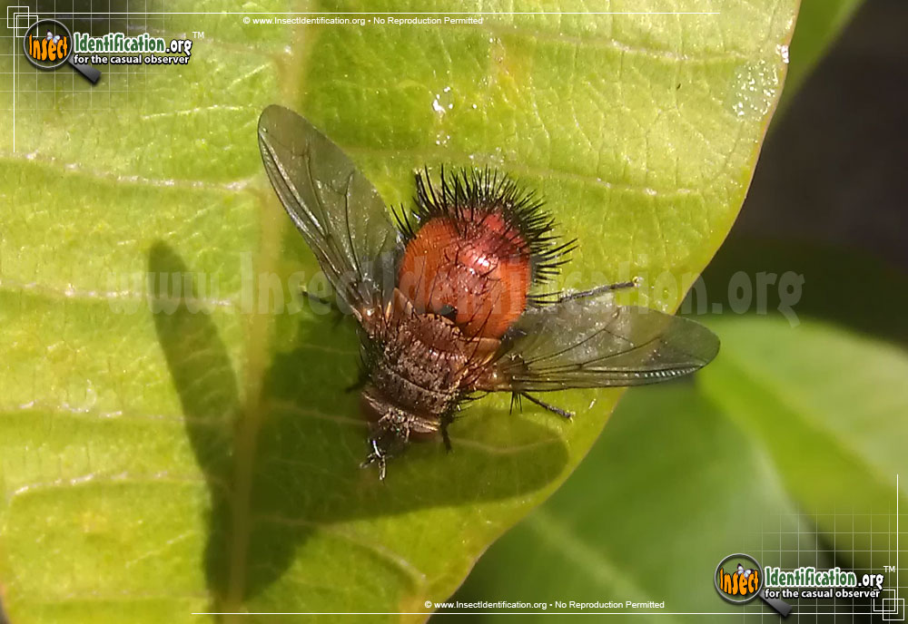 Full-sized image of the Tachinid-Fly-Adejeania