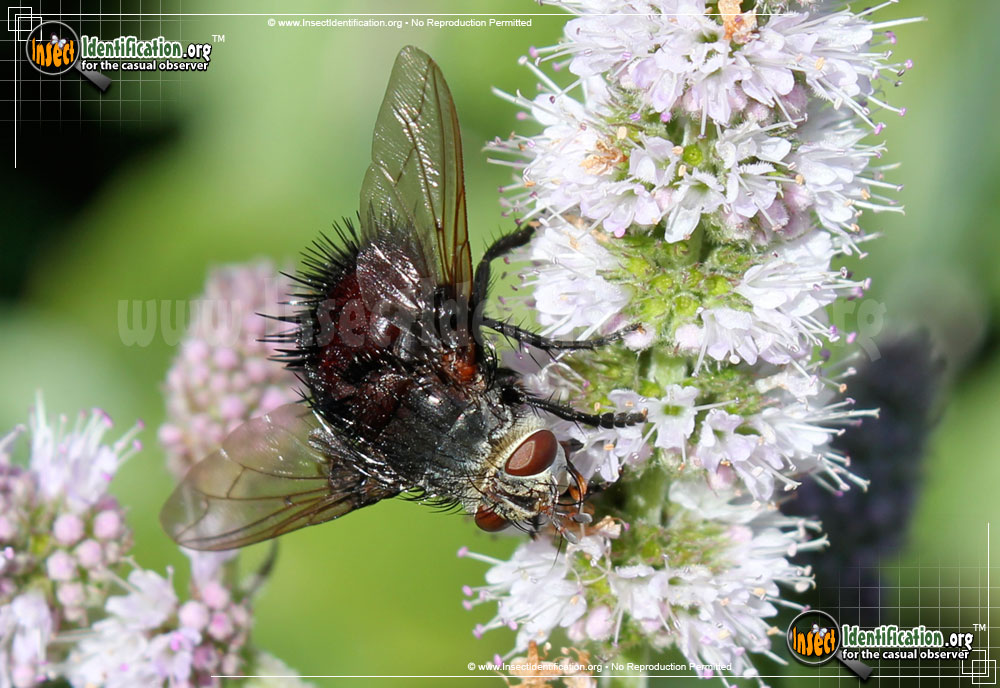Full-sized image of the Tachinid-Fly-Juriniopsis