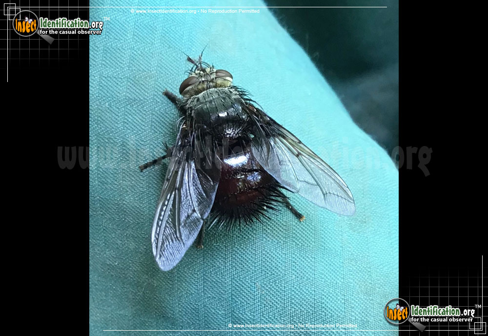 Full-sized image #2 of the Tachinid-Fly-Juriniopsis