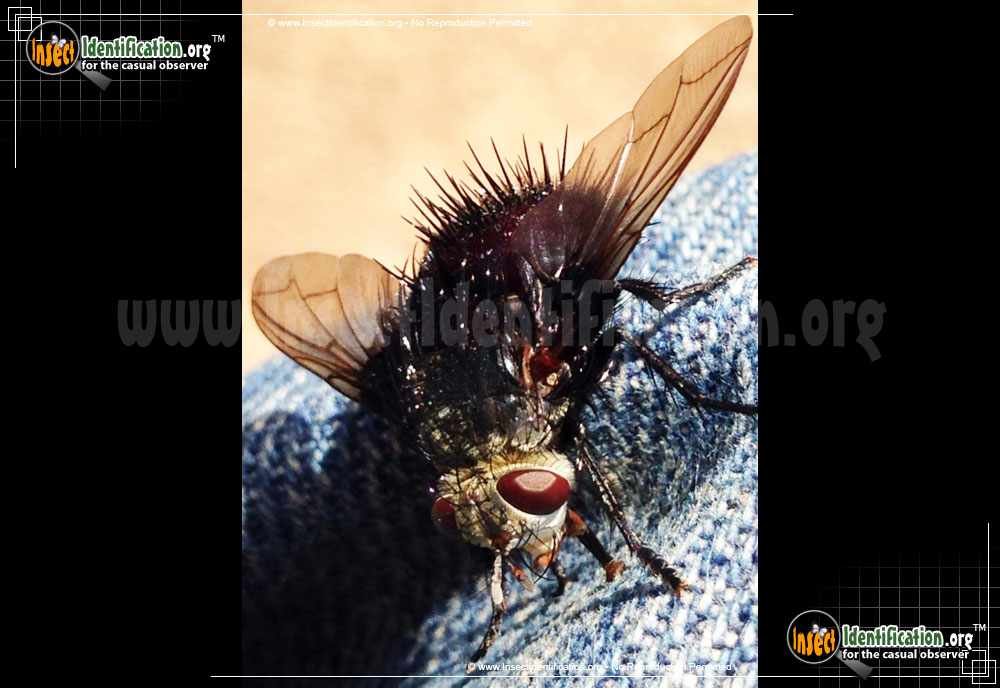 Full-sized image #3 of the Tachinid-Fly-Juriniopsis