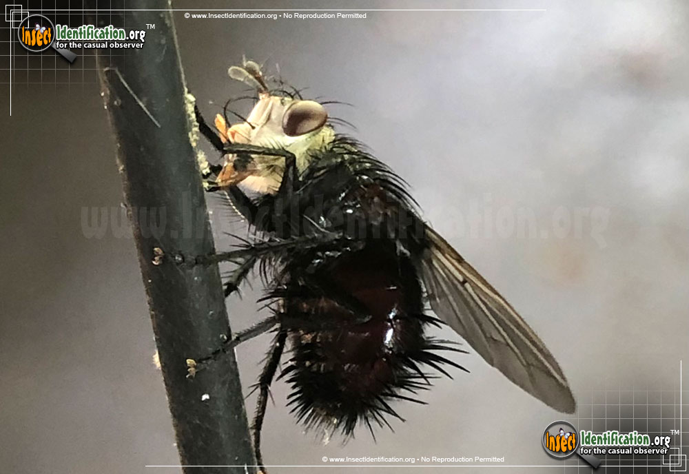 Full-sized image #4 of the Tachinid-Fly-Juriniopsis