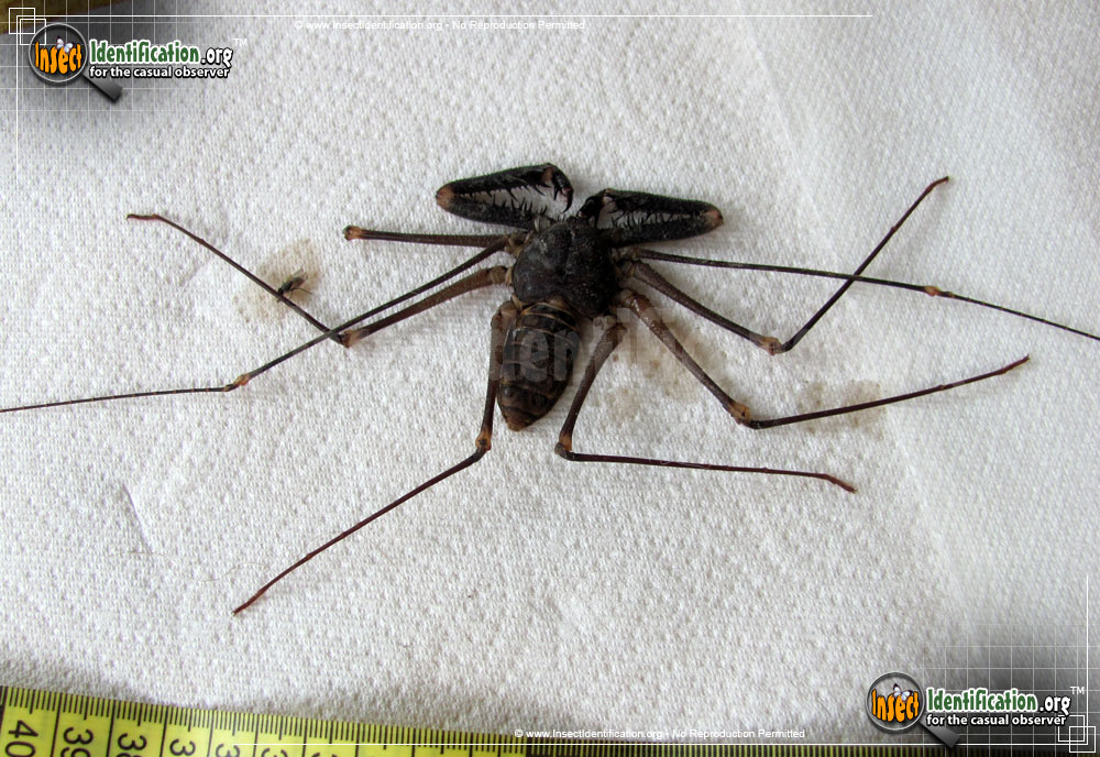 Full-sized image of the Tailless-Whipscorpion