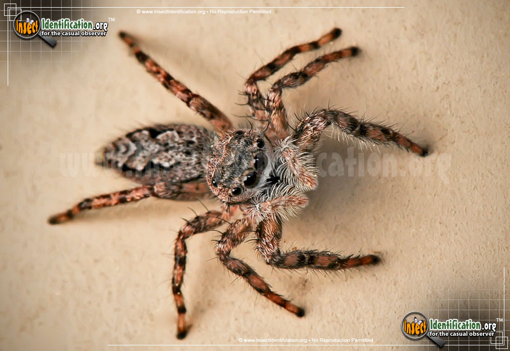 Full-sized image of the Tan-Jumping-Spider
