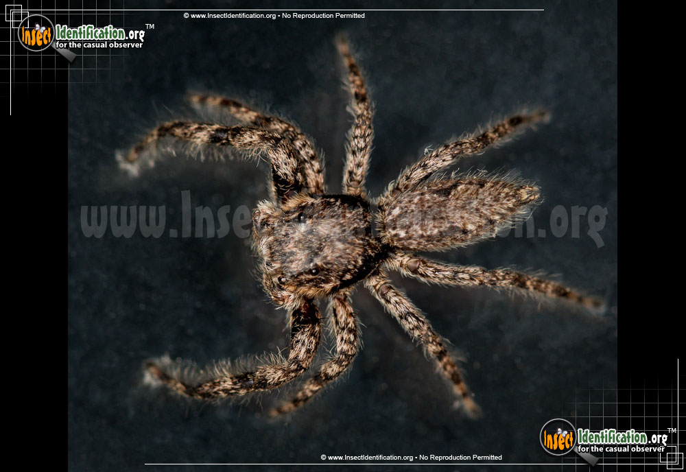 Full-sized image #9 of the Tan-Jumping-Spider