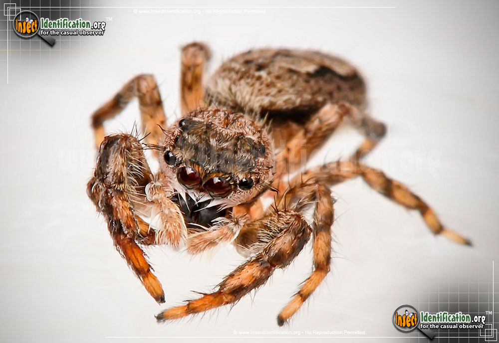 Full-sized image #7 of the Tan-Jumping-Spider