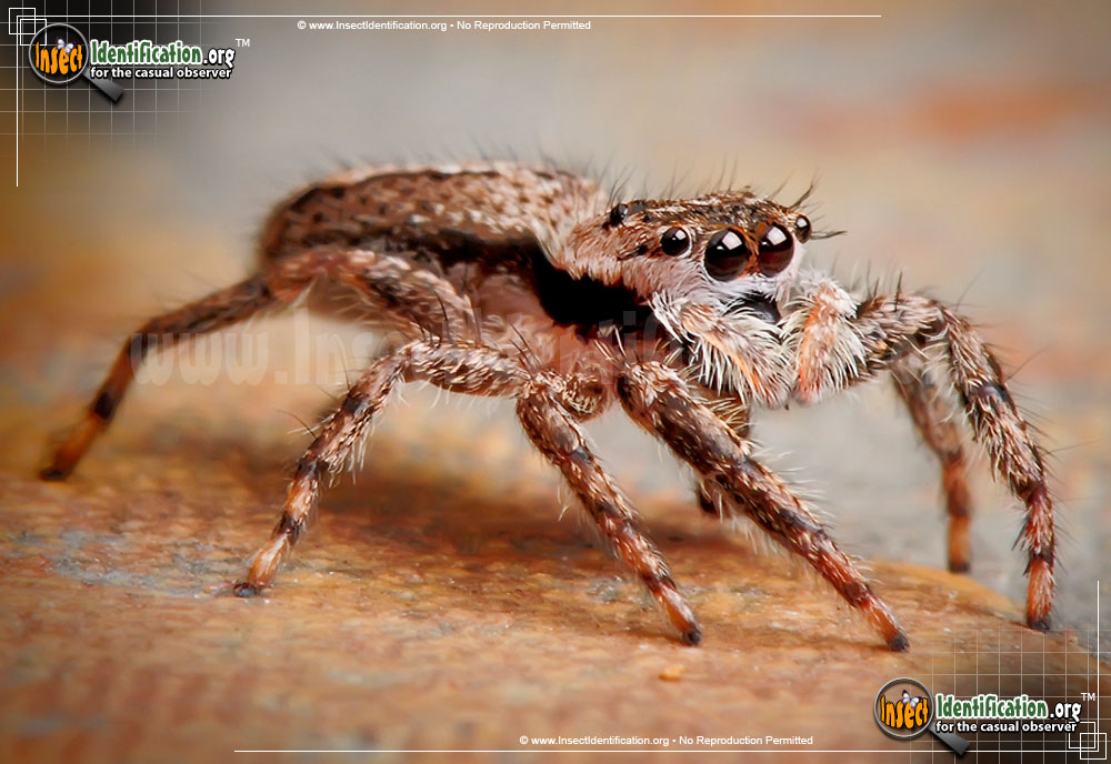 Full-sized image #4 of the Tan-Jumping-Spider