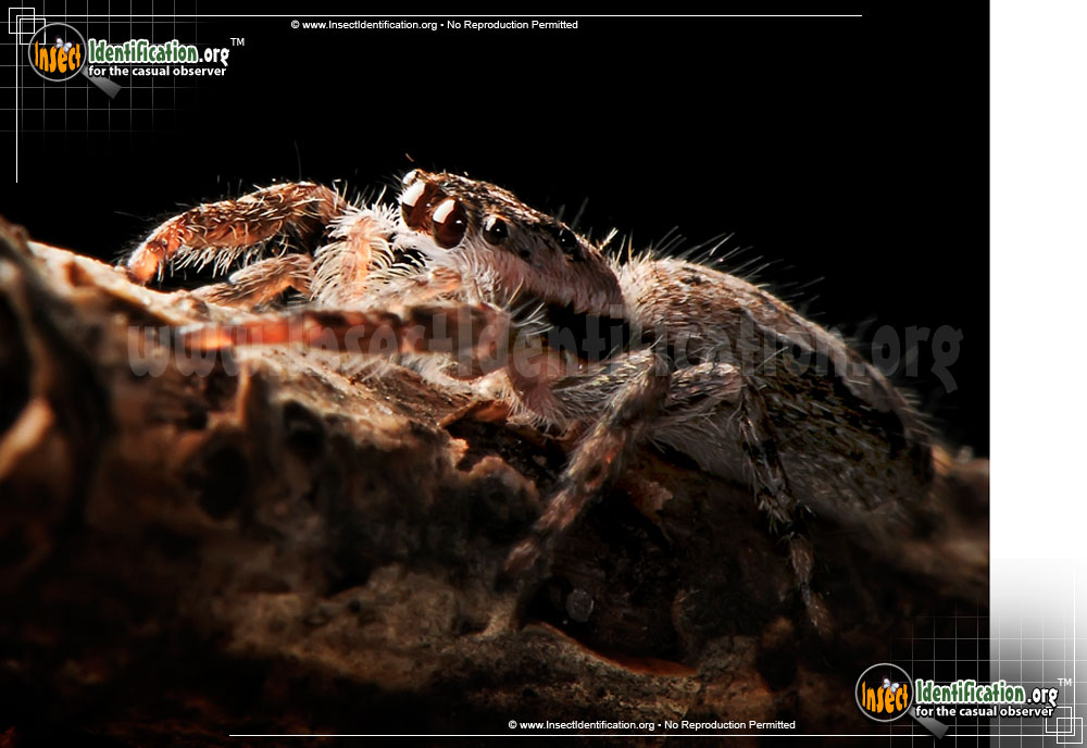 Full-sized image #6 of the Tan-Jumping-Spider
