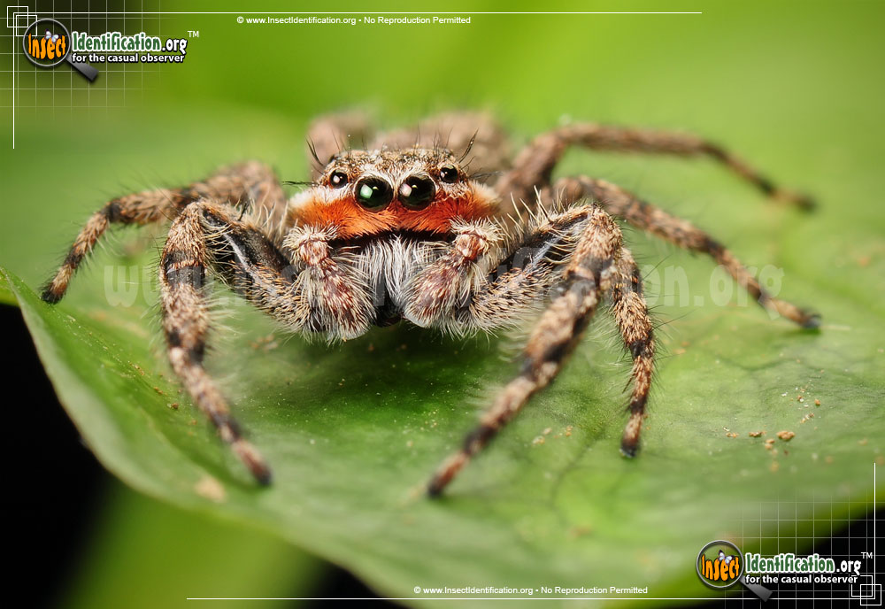 Full-sized image #5 of the Tan-Jumping-Spider