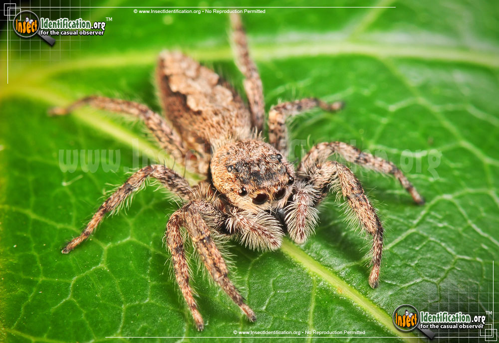 Full-sized image #12 of the Tan-Jumping-Spider