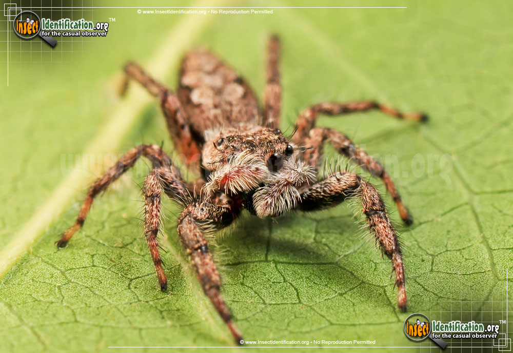 Full-sized image #2 of the Tan-Jumping-Spider