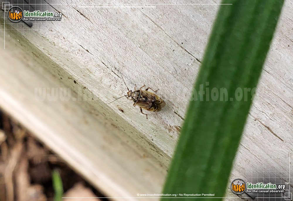 Tarnished Plant Bug