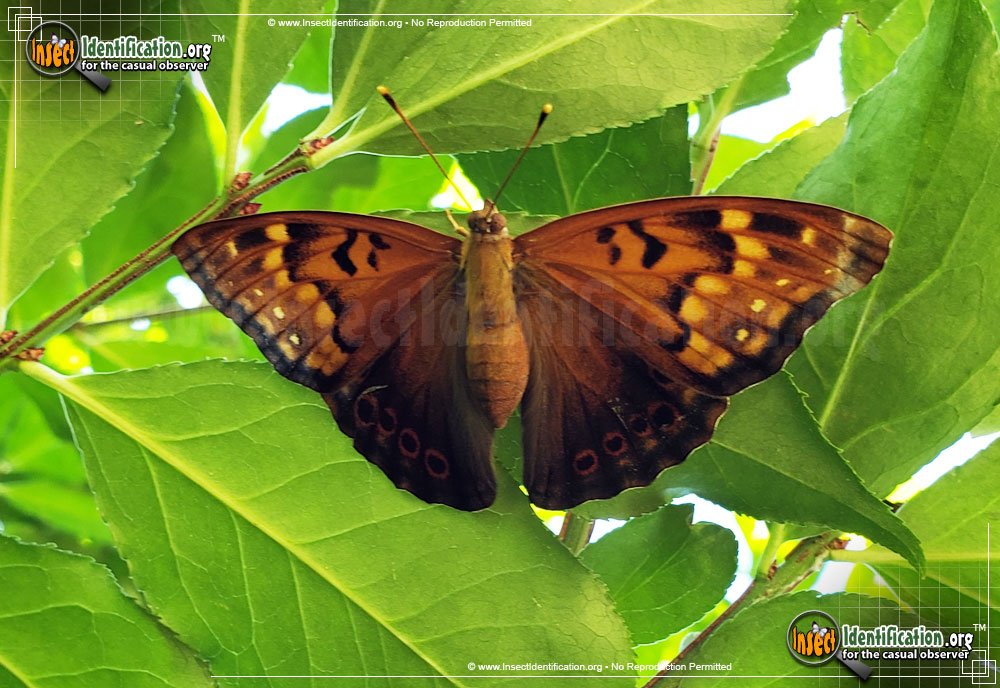 Full-sized image #2 of the Tawny-Emperor-Butterfly