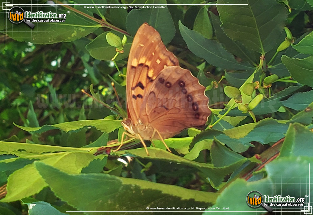 Full-sized image #3 of the Tawny-Emperor-Butterfly
