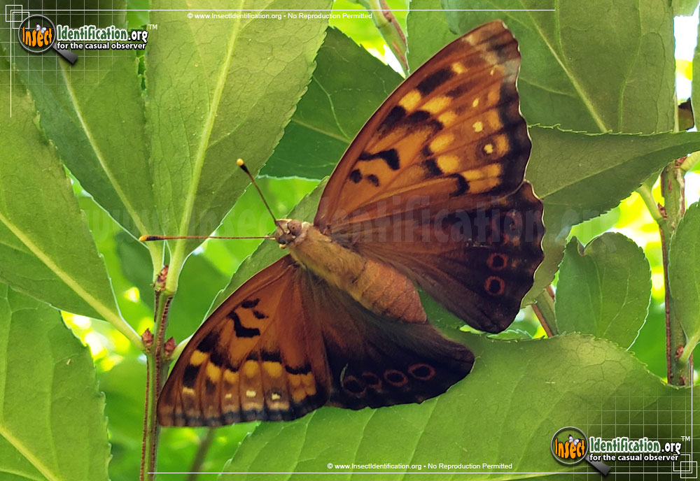 Full-sized image #4 of the Tawny-Emperor-Butterfly
