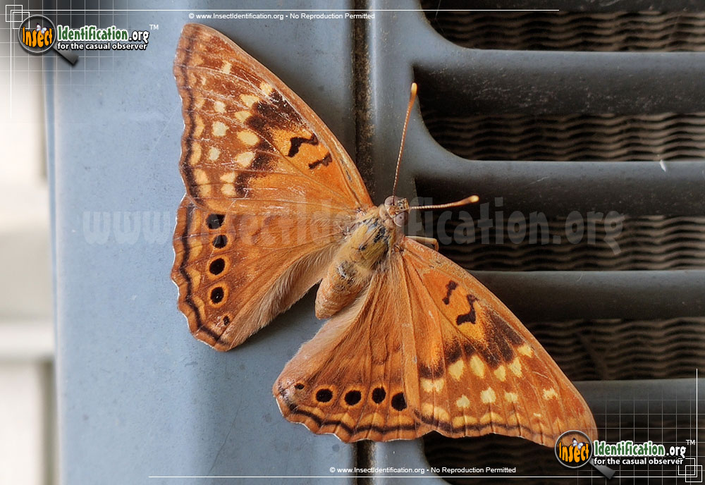 Full-sized image of the Tawny-Emperor-Butterfly
