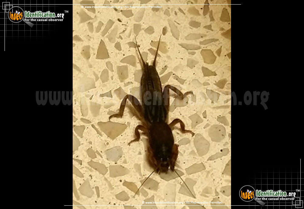 Full-sized image #4 of the Tawny-Mole-Cricket