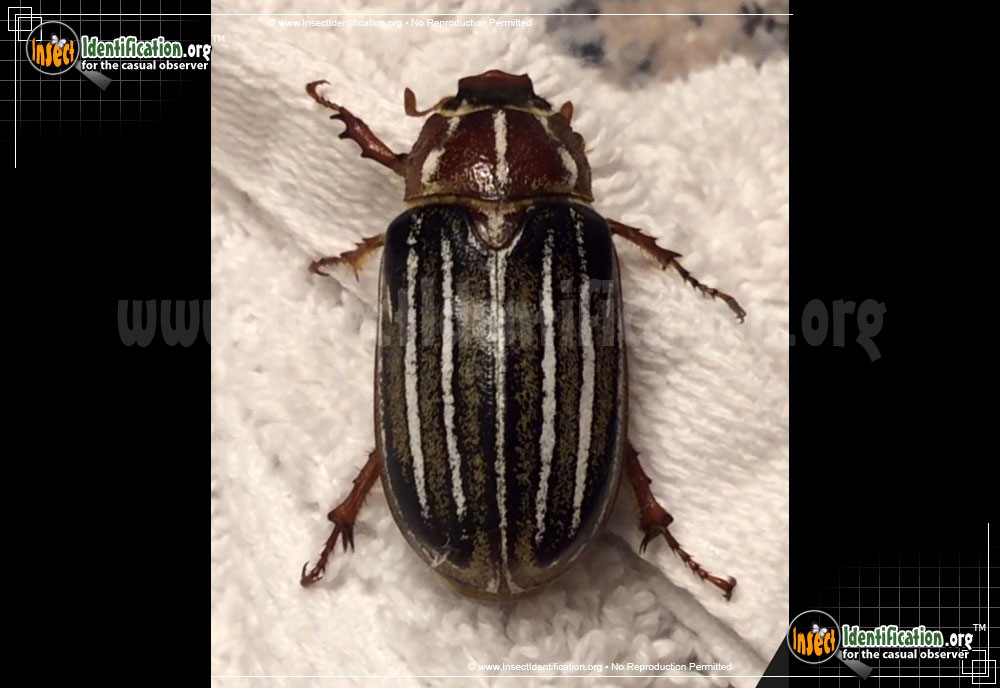Full-sized image #2 of the Ten-Lined-June-Beetle