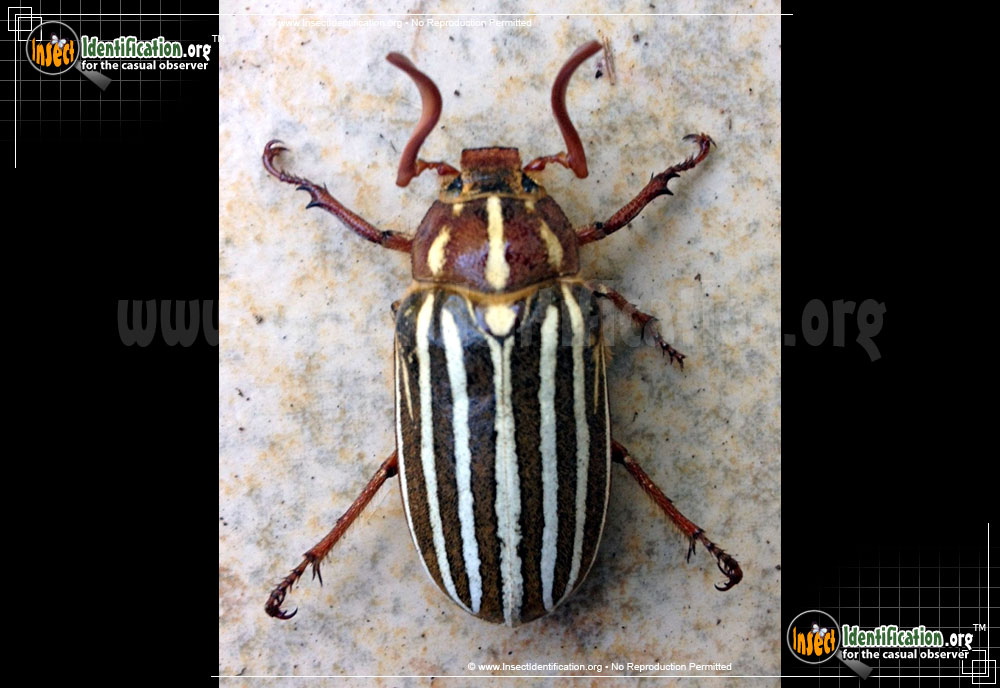 Full-sized image of the Ten-Lined-June-Beetle