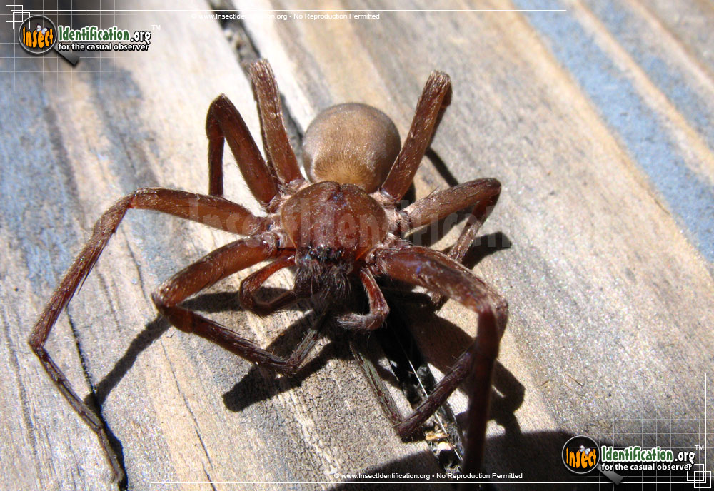 Full-sized image #3 of the Tengellid-Spider
