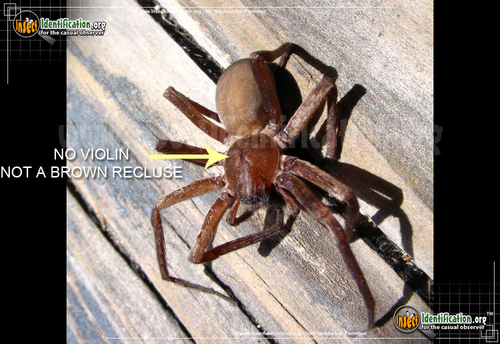 Full-sized image #2 of the Tengellid-Spider