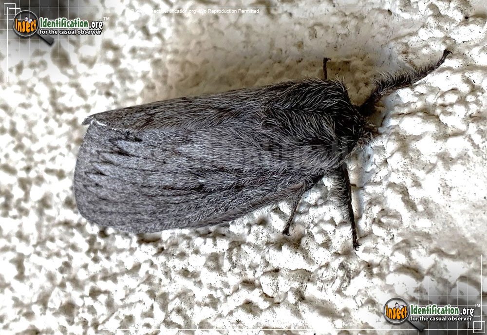Full-sized image of the Tent-Moth-Gloveria