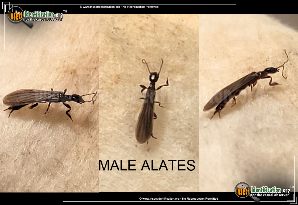 Full-sized image #8 of the Termites