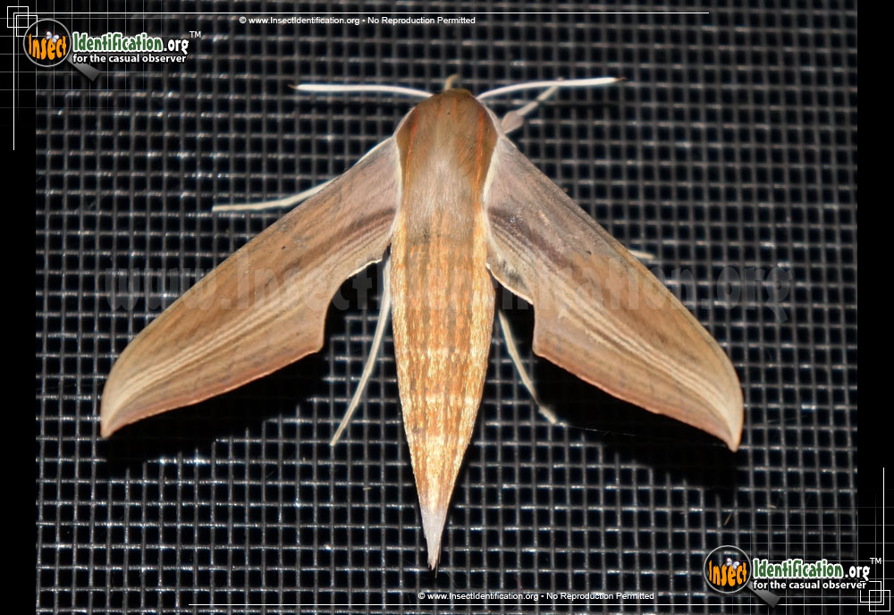 Full-sized image #11 of the Tersa-Sphinx-Moth