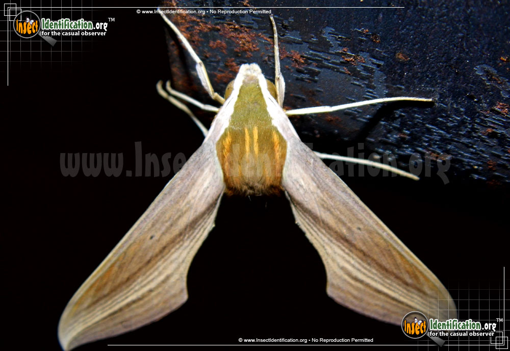Full-sized image #7 of the Tersa-Sphinx-Moth