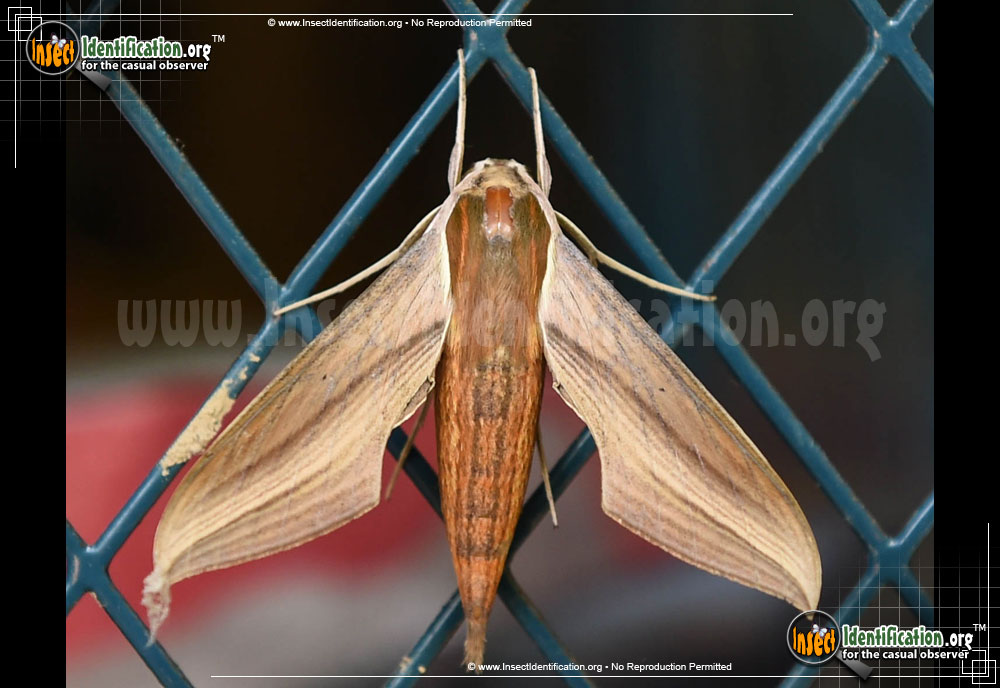 Full-sized image #8 of the Tersa-Sphinx-Moth