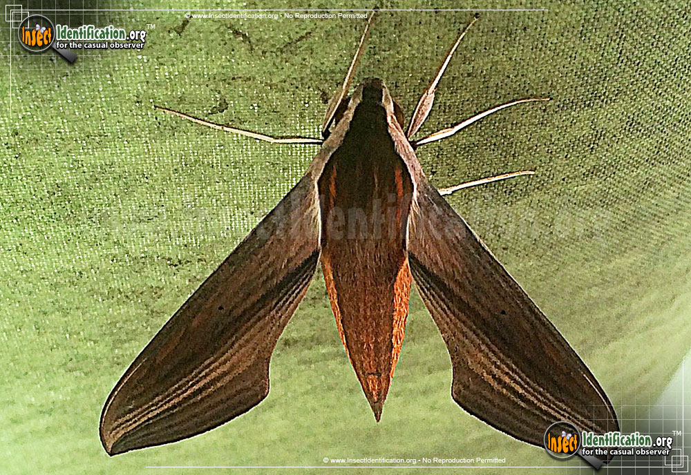 Full-sized image #10 of the Tersa-Sphinx-Moth