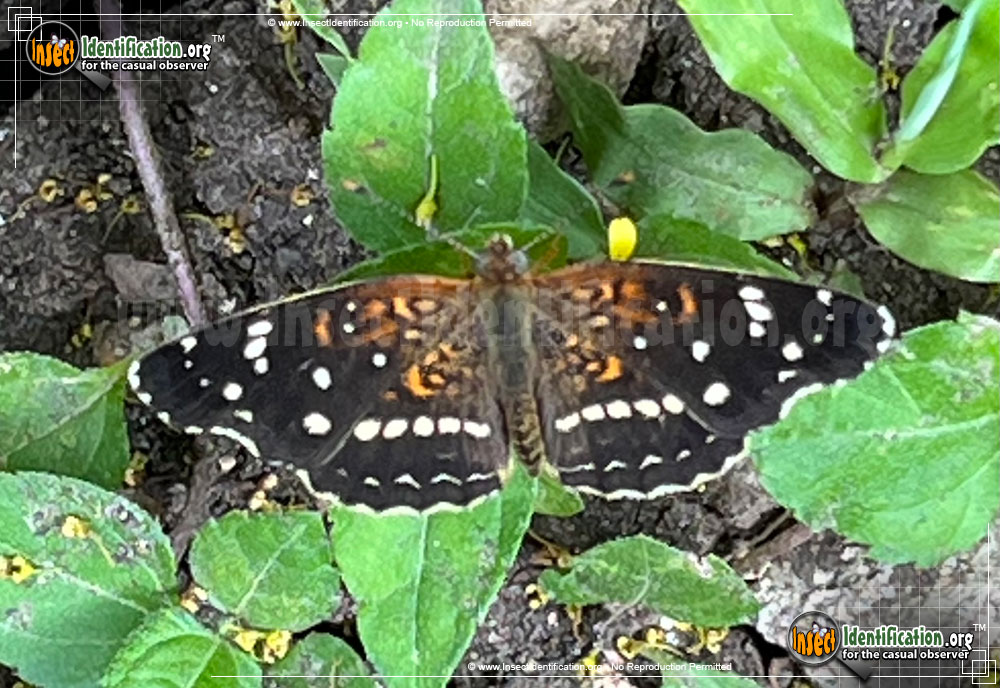Full-sized image of the Texan-Crescent-Butterfly