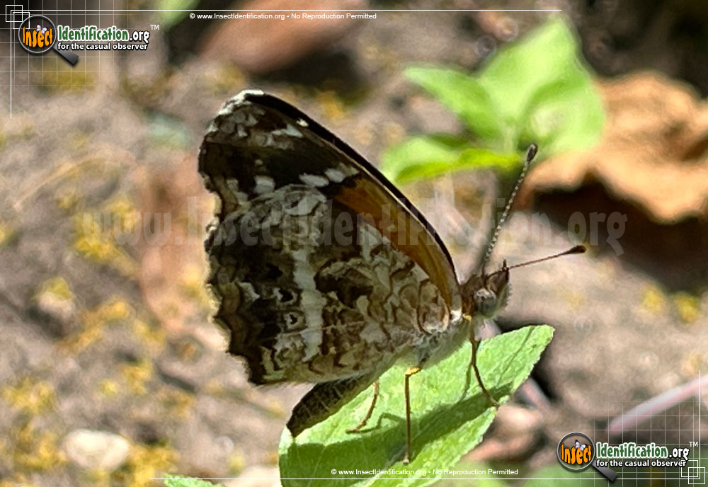 Full-sized image #4 of the Texan-Crescent-Butterfly