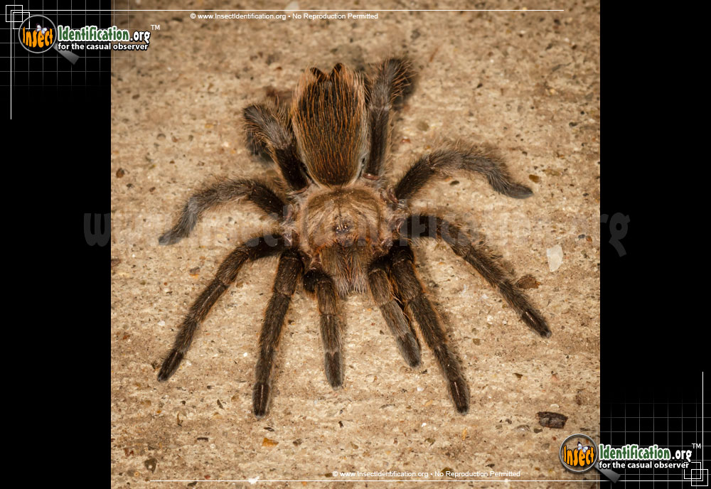Full-sized image of the Texas-Brown-Tarantula-Spider