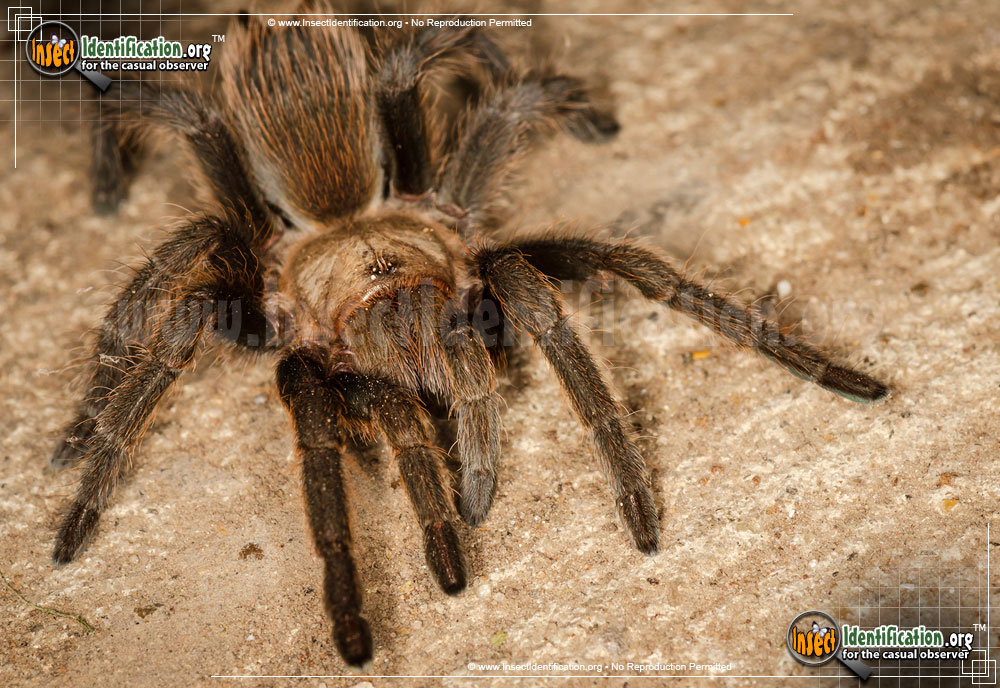 Full-sized image #3 of the Texas-Brown-Tarantula-Spider
