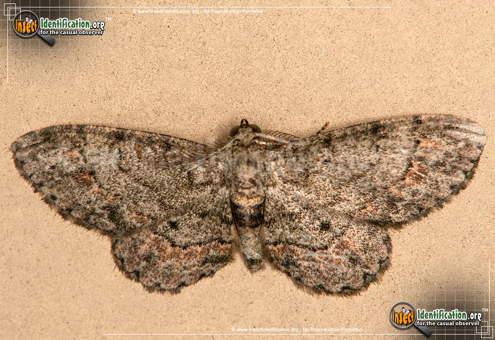 Full-sized image of the Texas-Gray-Moth