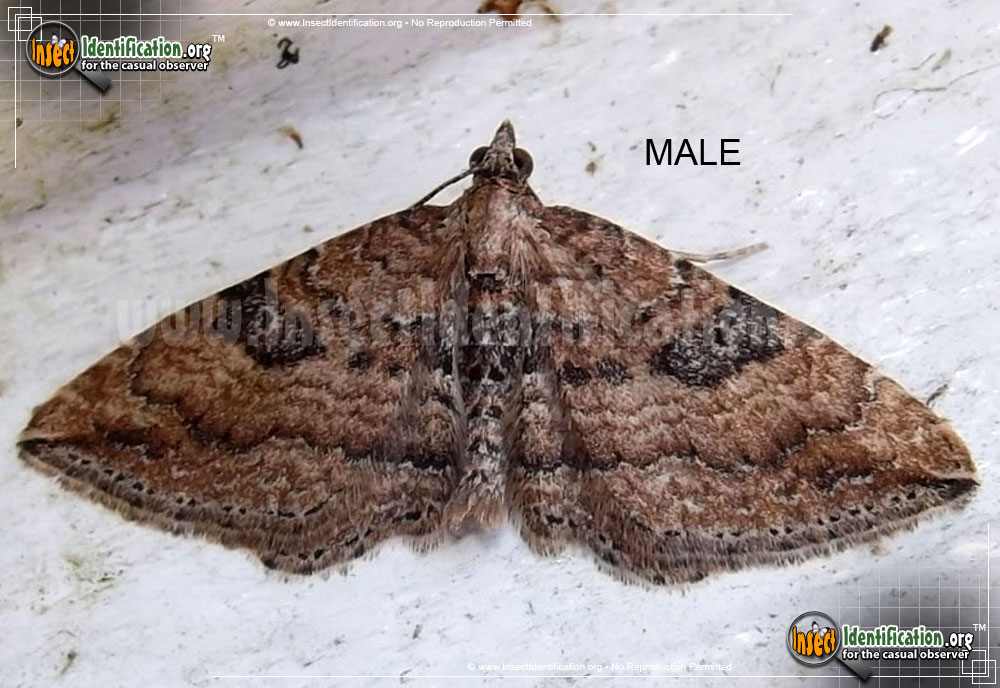 Full-sized image #2 of the The-Gem-Moth