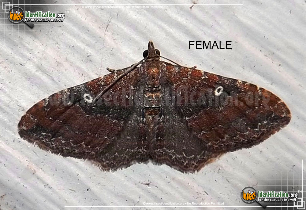 Full-sized image #3 of the The-Gem-Moth