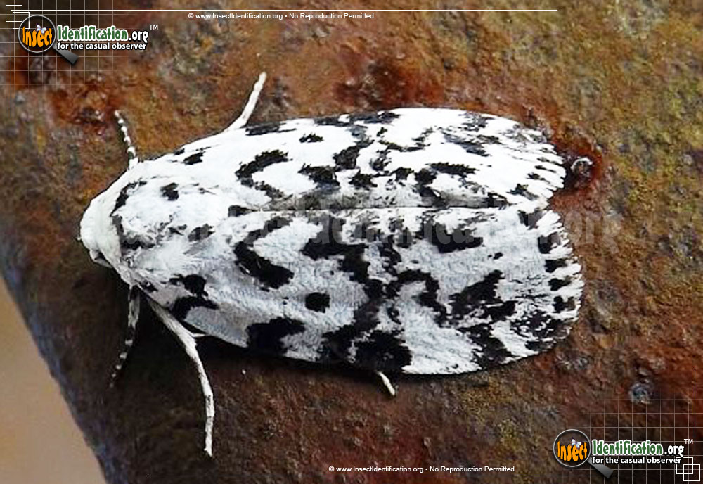Full-sized image #2 of the The-Hebrew-Moth