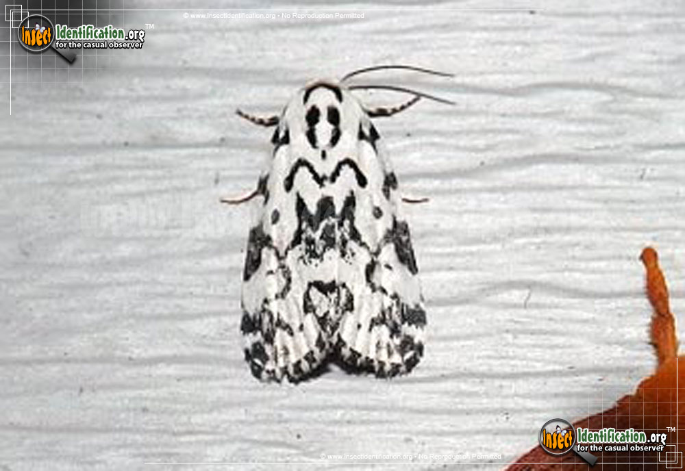 Full-sized image of the The-Hebrew-Moth