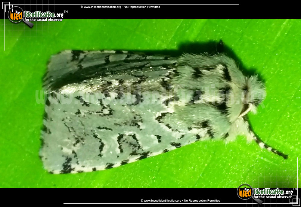 Full-sized image of the The-Joker-Moth
