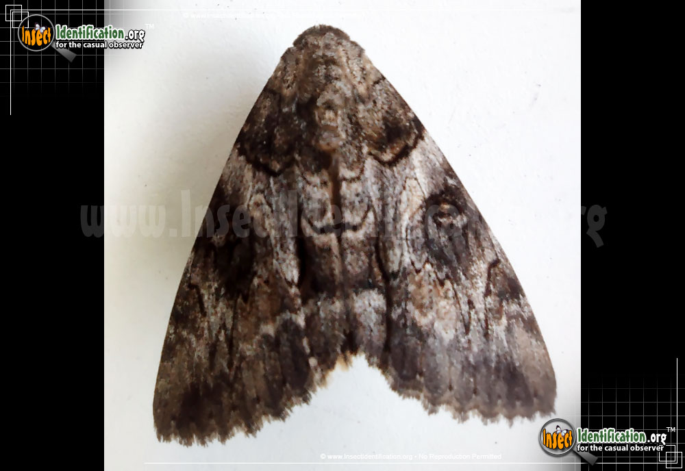 Full-sized image of the The-Penitent-Moth
