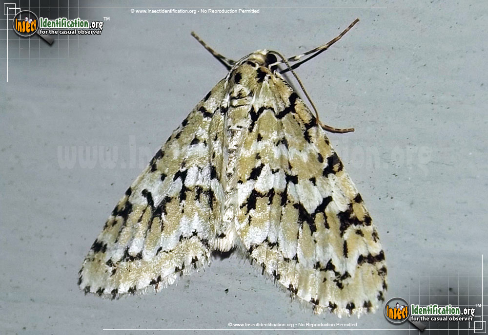 Full-sized image of the The-Scribbler-Moth