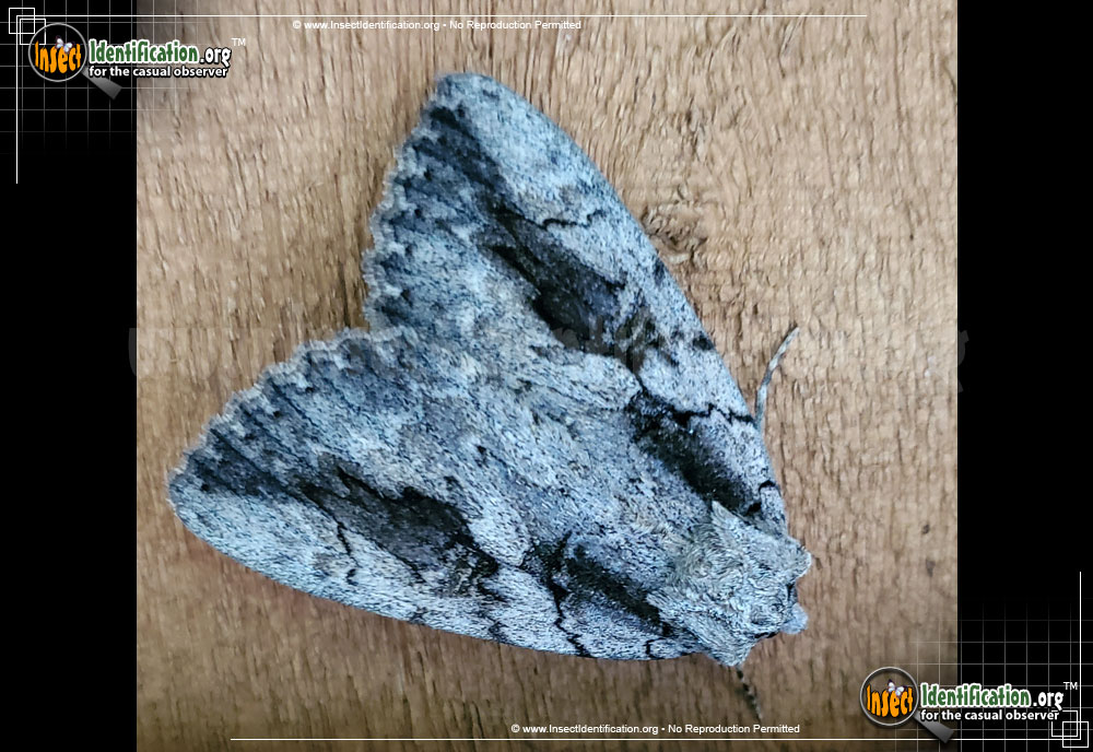Full-sized image of the The-Sweetheart-Moth