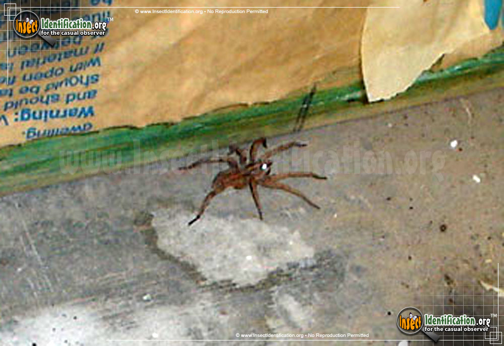 Full-sized image #2 of the Thin-Legged-Wolf-Spider