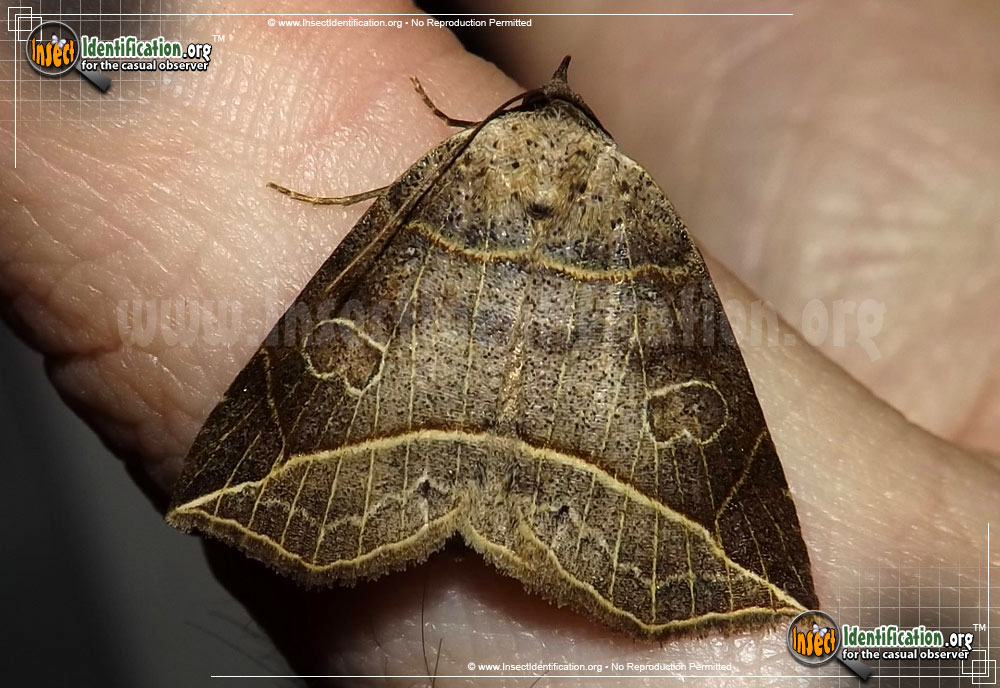 Full-sized image of the Thin-Lined-Owlet-Moth