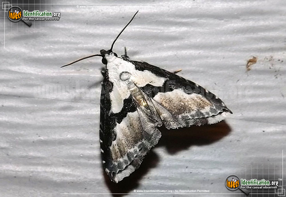 Full-sized image of the Thin-Winged-Owlet-Moth