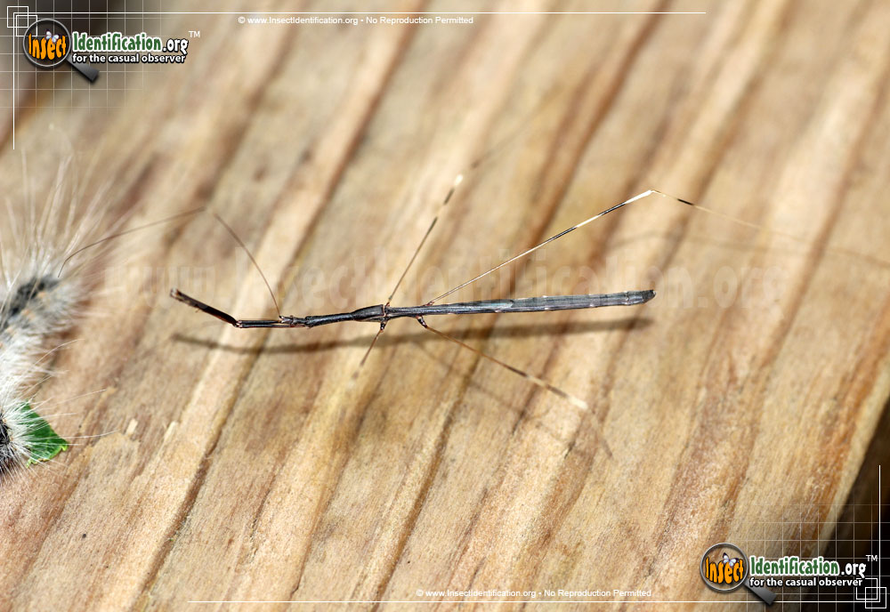 Full-sized image #2 of the Thread-Legged-Assassin-Bug-Emesaya-brevipennis