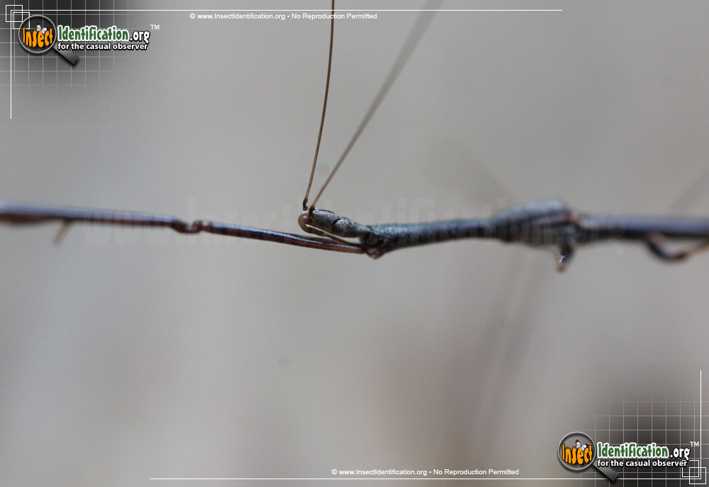 Full-sized image #4 of the Thread-Legged-Assassin-Bug-Emesaya-brevipennis