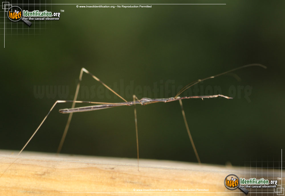 Full-sized image #3 of the Thread-Legged-Assassin-Bug-Emesaya-brevipennis